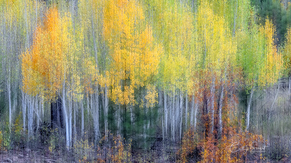 Whispers of an Aspen Autumn-1