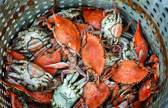 Crabs