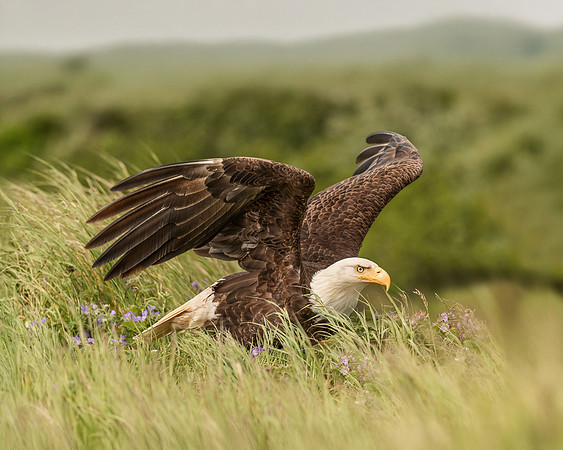 Posed to Soar