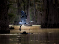 A Great Blue Heron, St. Catherine's Creek