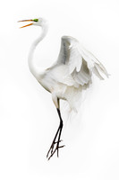 Flying Egret #2