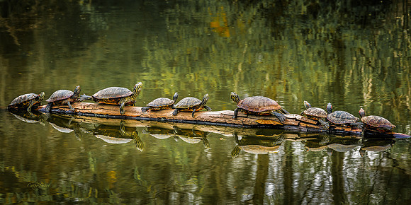 Turtles on a Log, Bluebonnet Swamp, Baton Rouge, Louisiana