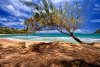 Tree on Kauai's beach