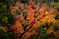 Fall Colors in Lost Maple State Park 6