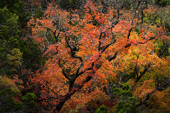 Fall Colors in Lost Maple State Park 6