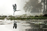 Taking Flight