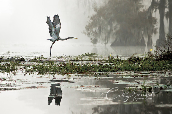 Taking Flight