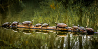 Turtles on a Log, Bluebonnet Swamp, Baton Rouge, Louisiana