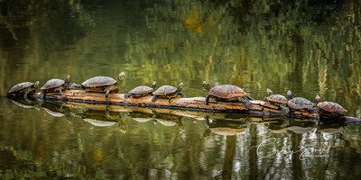 Turtles on a Log, Bluebonnet Swamp, Baton Rouge, Louisiana