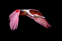 Roseatte Spoonbill