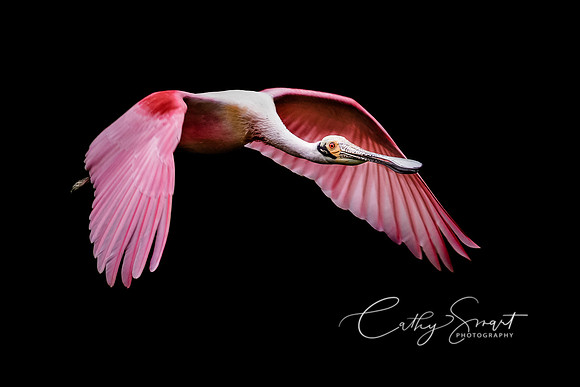 Roseatte Spoonbill
