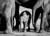 Baby Elephant Surrounded by Love