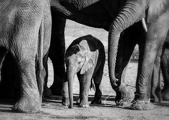 Baby Elephant Surrounded by Love