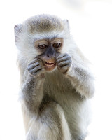 Flossing Monkey - Royal Zambezi Lodge