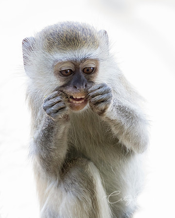 Flossing Monkey - Royal Zambezi Lodge