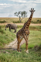 Giraffe & Elephant