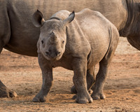 Black Rhino - Stanley & Livingston, Zimbabwe