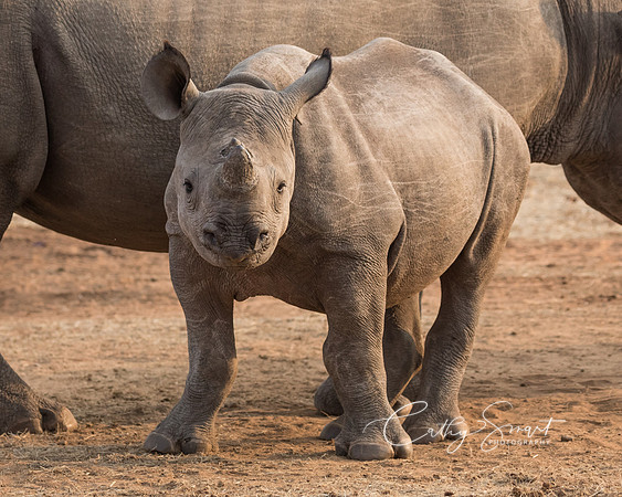 Black Rhino - Stanley & Livingston, Zimbabwe