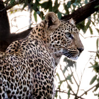 Portrait of a Leopard