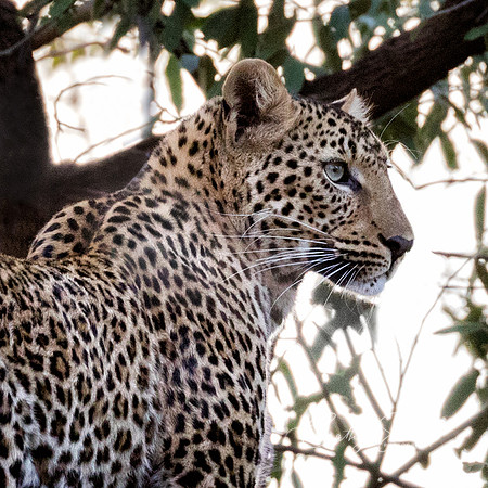 Portrait of a Leopard