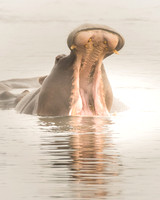 Hippo in Fog - Zambezi River, Zimbabwe
