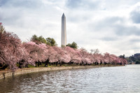 Cherry Blossoms & Washington Monument