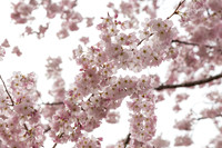 Cherry Blossoms