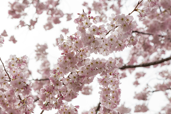 Cherry Blossoms