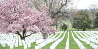 Arlington National Cemetery with Cherry Blossom Tree