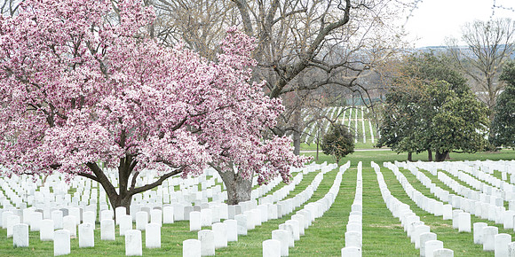 Arlington National Cemetery with Cherry Blossom Tree