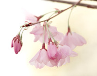 Cherry Blossoms #4