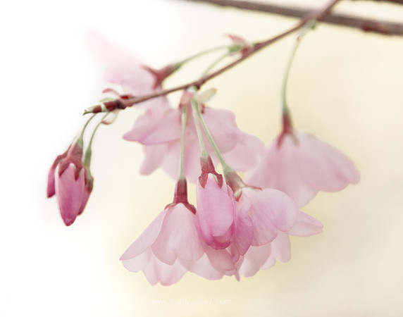 Cherry Blossoms #4