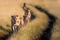 Lion Family