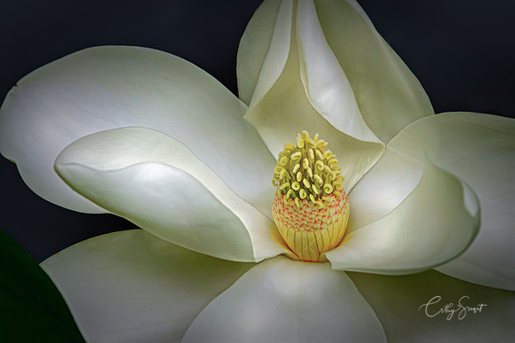 Louisiana Magnolia