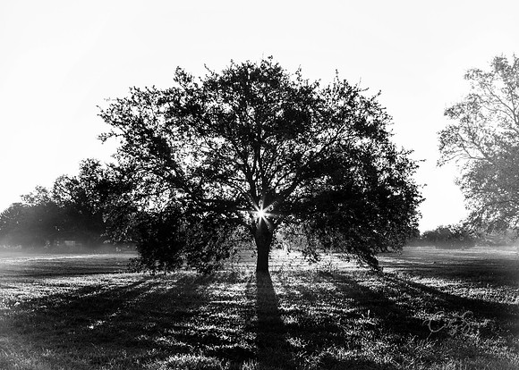 Sunrise Tree, City Park, New Orleans, Louisiana
