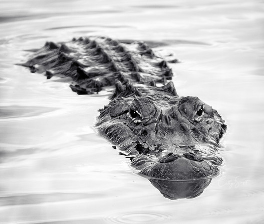 Alligator, Louisiana