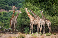 Giraffe - Chobe National Park, Botswana