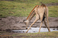 Young Giraffe learning to drink - Chobe National Park, Botswana