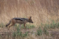 Jackal - Chobe National Park, Botswana