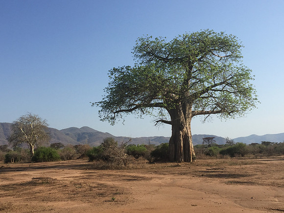 Baobab Tree in Zambezi National Park