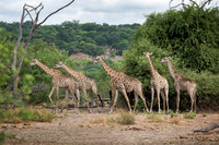 Giraffe - Chobe National Park, Botswana