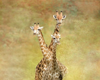 Three Giraffes - Chobe National Park, Botswana