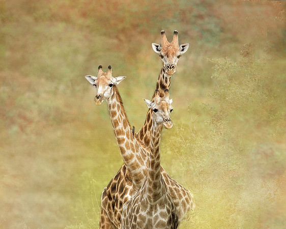 Three Giraffes - Chobe National Park, Botswana