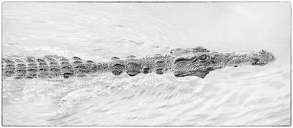 Crocodile - Zambezi River