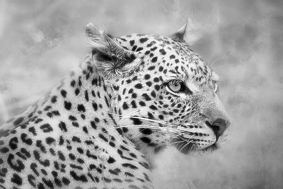 Portrait of a Leopard in Black and White - Chobe National Park