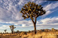 Joshua Tree National Park