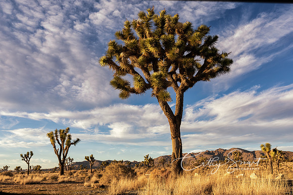 Joshua Tree National Park