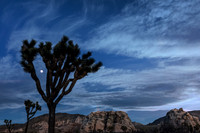 Moon rise and a Joshua Tree