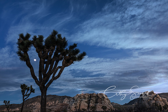Moon rise and a Joshua Tree