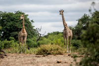 Giraffes - Chobe National Park, Botswana